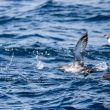 Puffins fuligineux et des Baléares s’envolant